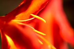 ヒメオウギスイセン3