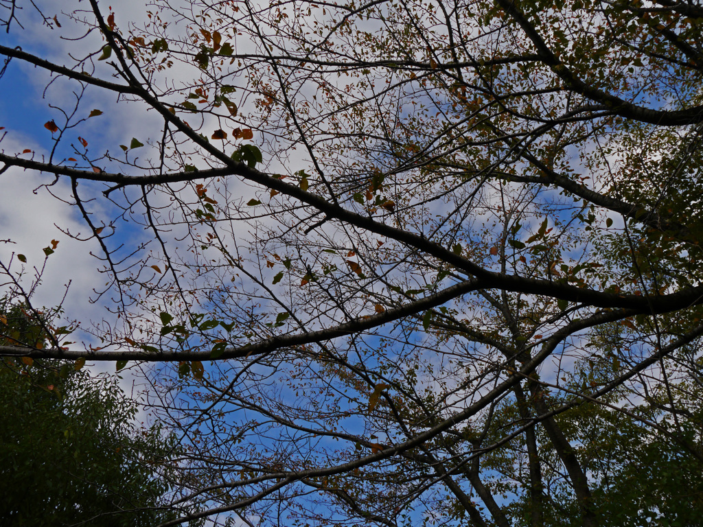 横浜若葉台公園5