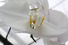 横浜大輪欄華園16