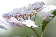 オレだけ真っ白？