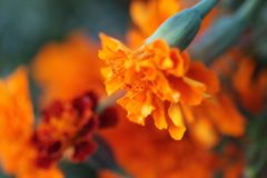 マリーゴールド5