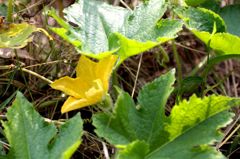 「寺家ふるさと村」の花たち8