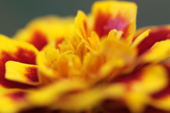 マリーゴールド1