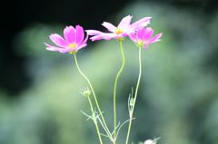 コスモス7