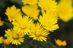 Yellow chrysanthemum　4
