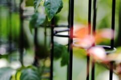 ワイヤーフェンス3