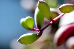 多肉植物・ルビーネックレス