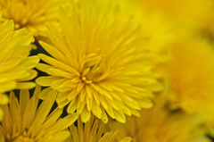 Yellow chrysanthemum　1