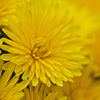 Yellow chrysanthemum　1