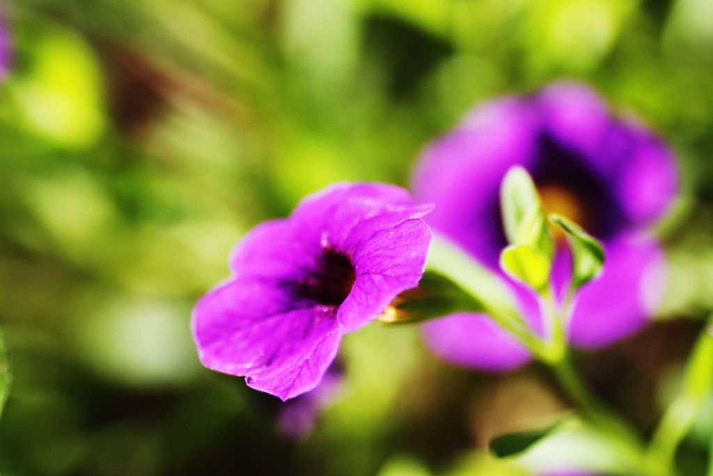 紫の花