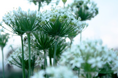 ニラの花4