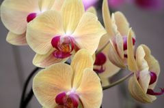 横浜大輪欄華園4