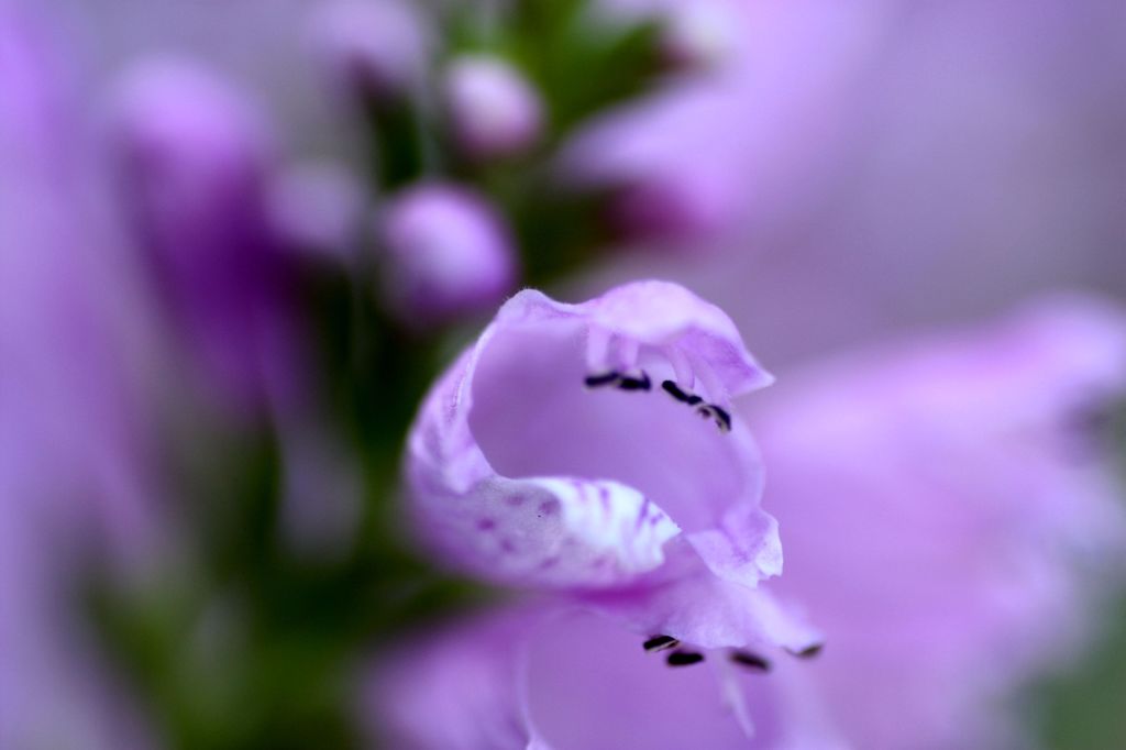 花虎の尾4