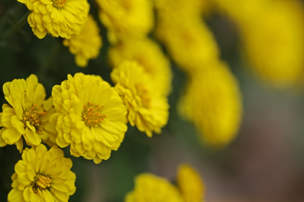 Yellow chrysanthemum　7