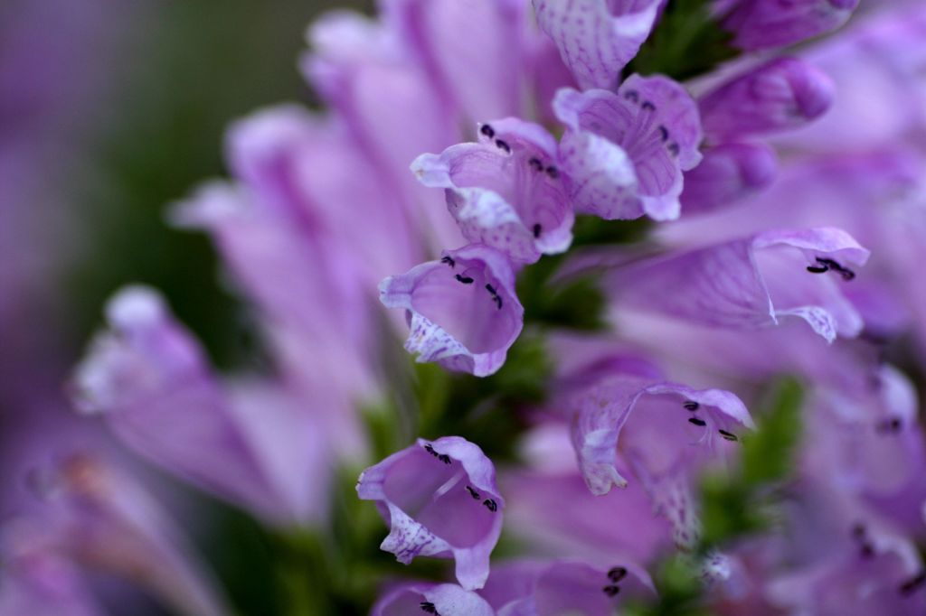 花虎の尾2