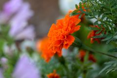 マリーゴールド1