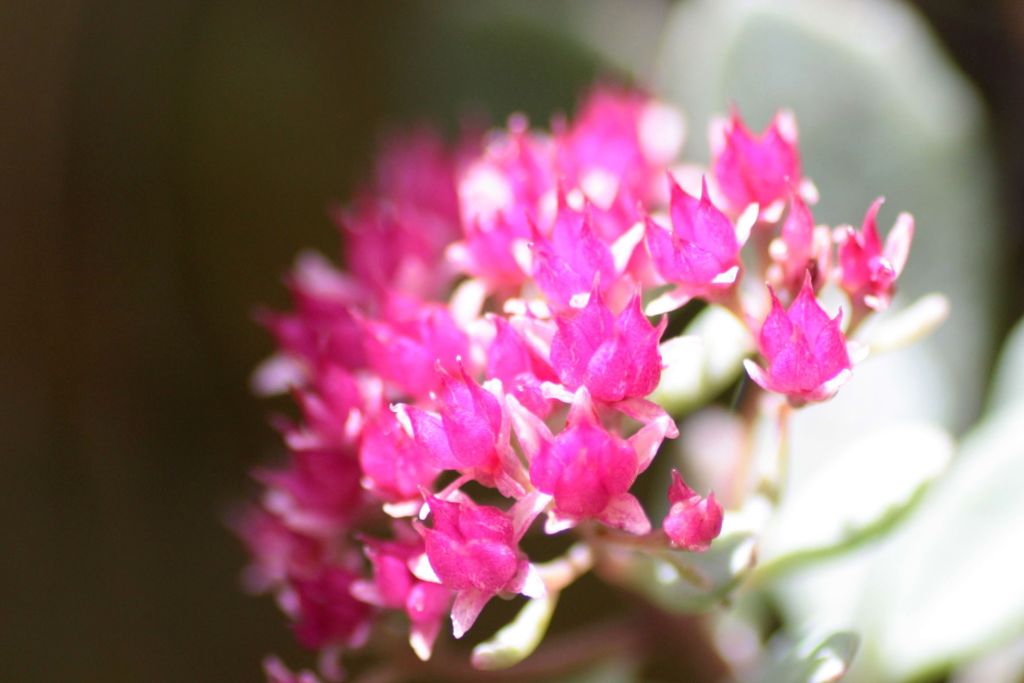 「寺家ふるさと村」の花たち3