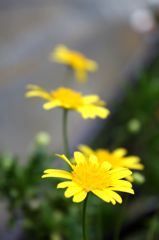 ユリオプスデージー2