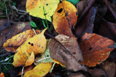 枯れ葉9