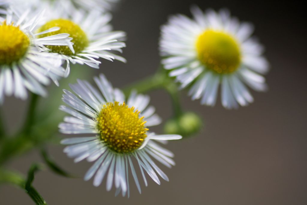 「寺家ふるさと村」の花たち5