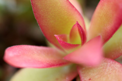 多肉植物・火祭