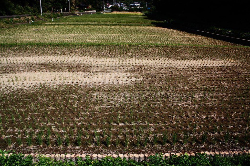 田んぼ6