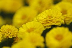Yellow chrysanthemum　5