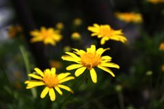 ユリオプスデージー3