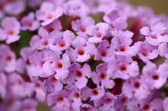 「寺家ふるさと村」の花たち6