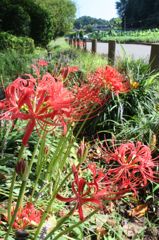 赤い彼岸花13