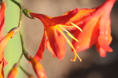 ヒメオウギスイセン1