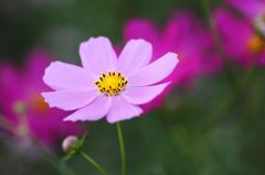 コスモス2