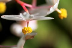 シュウカイドウ3