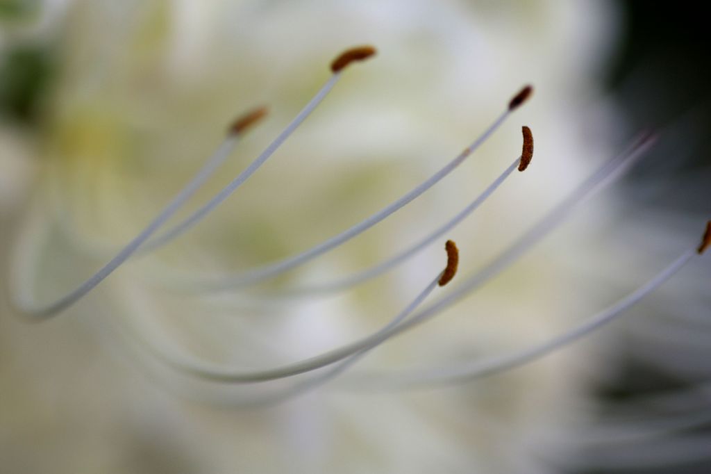 彼岸花1