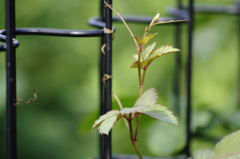 ワイヤーフェンス2