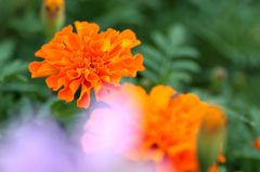 マリーゴールド2