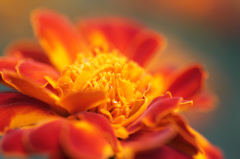 マリーゴールド2