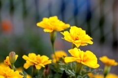 マリーゴールド5