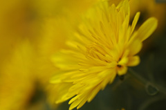 Yellow chrysanthemum　2