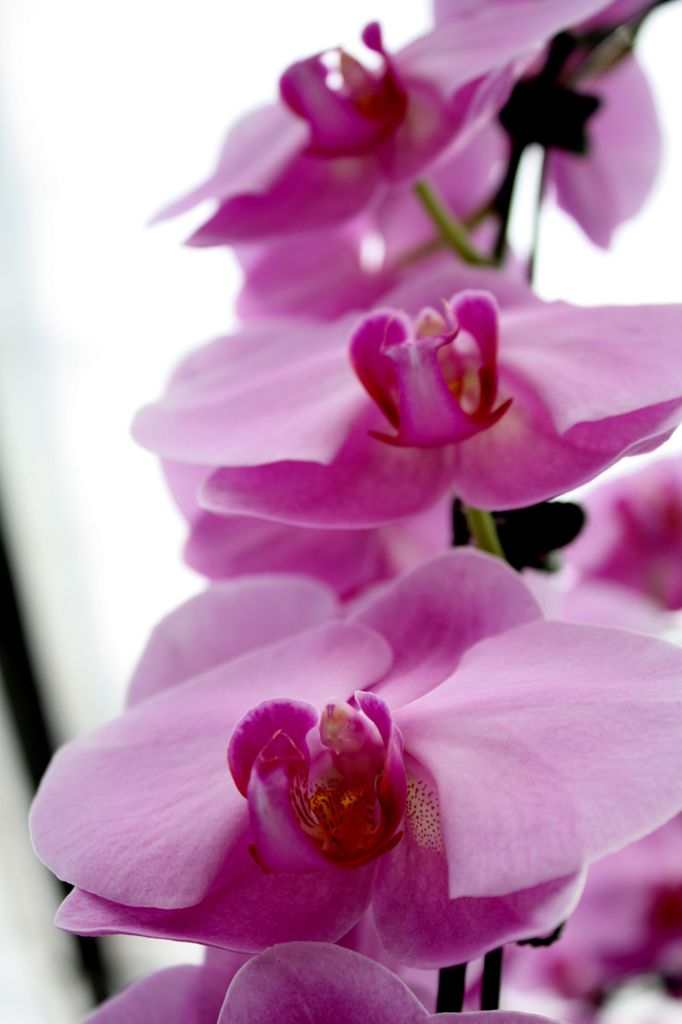 横浜大輪欄華園18