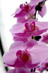 横浜大輪欄華園18