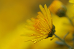 Yellow chrysanthemum　3