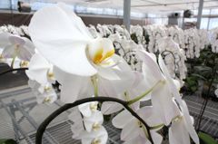 横浜大輪欄華園12