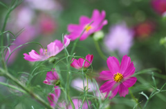 コスモス4