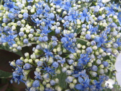 紫陽花