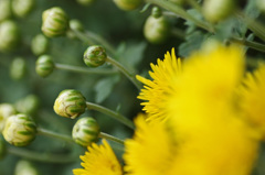 Yellow chrysanthemum　8