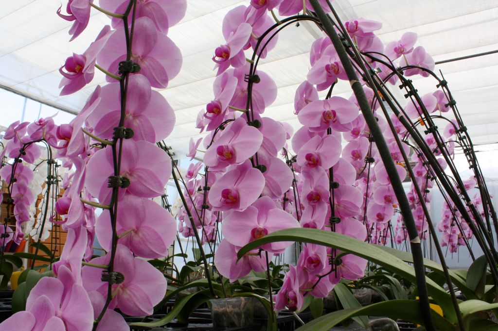 横浜大輪欄華園13