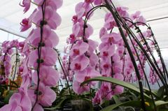 横浜大輪欄華園13