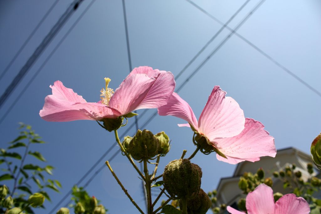 芙蓉4