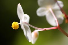 シュウカイドウ2